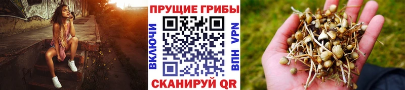 Псилоцибиновые грибы Psilocybine cubensis  Инта 